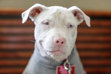 Amerikan Pit Bull Terrier dişi köpek kafası. Kuzey Kaliforniya'daki veteriner kliniği.
