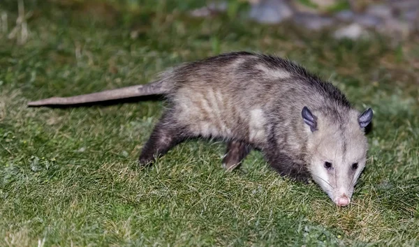 Kuzey Amerika Opossum (Virginia Opossum) bir konut mülkiyet arka bahçesinde yem. Santa Clara County, Kaliforniya, Amerika Birleşik Devletleri.