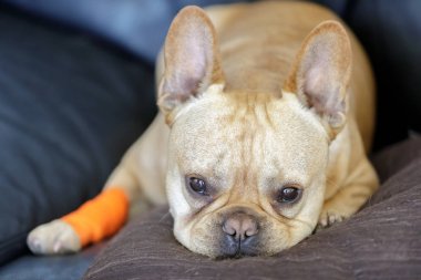 French Bulldog with a bandage healing from a paw injury. Frenchie wrapped with a bandage and a sad facial expression. clipart