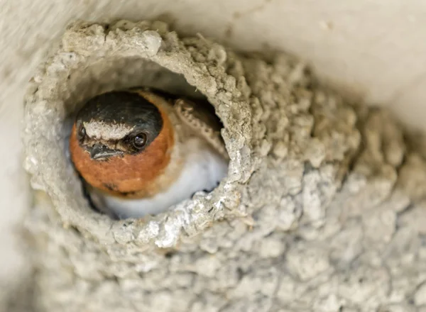 Cliff Swallow Sbircia Fuori Dal Suo Nido Baylands Nature Preserve — Foto Stock