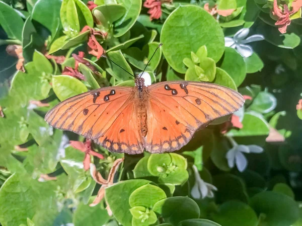 Fristillaire Golfe Alias Papillon Passion Nourrissant Jasmin Étoilé Comté Santa — Photo