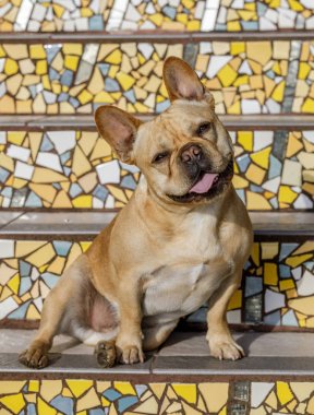 Frenchie's portrait on Moraga Steps in San Francisco. Young male French Bulldog sitting on colorful mosaic tiled stairway. clipart