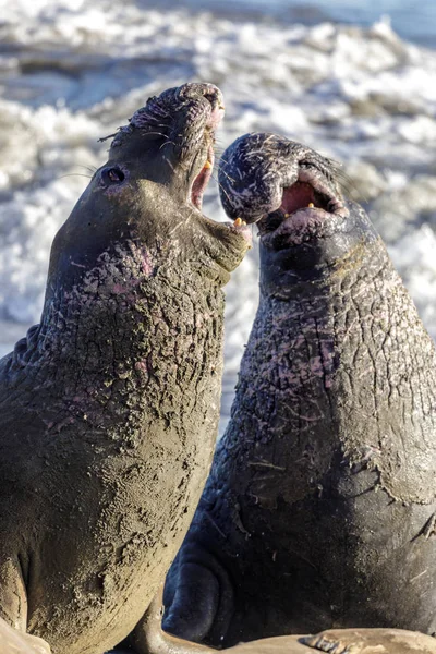 Northern Elephant Seal Adult Males Fighting Dominance Point Piedras Blancas — Stock Photo, Image