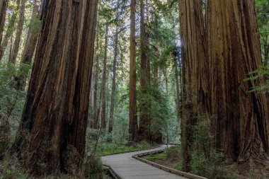 Boardwalk Trail Crossing Eski Büyüme Sahil Sekoya Ağaçları. Muir Woods Ulusal Anıtı, Marin County, Kaliforniya, Amerika Birleşik Devletleri.