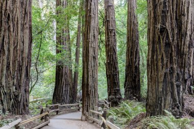 Asfalt Trail etrafında Eski Büyüme Coast Sekoya Ağaçları. Muir Woods Ulusal Anıtı, Marin County, Kaliforniya, Amerika Birleşik Devletleri.