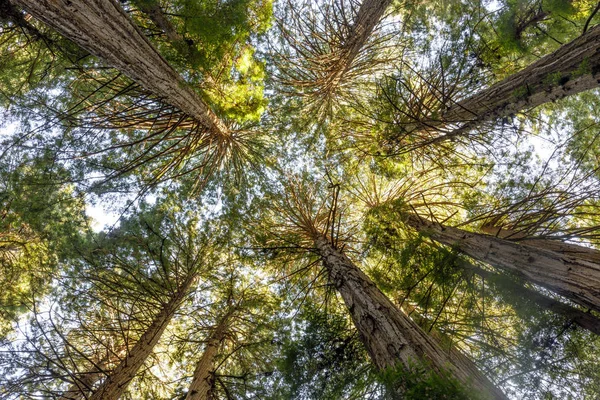 古い成長海岸レッドウッドの木キャノピー ミュアウッズ国定記念碑 マリン郡 カリフォルニア州 アメリカ合衆国 — ストック写真