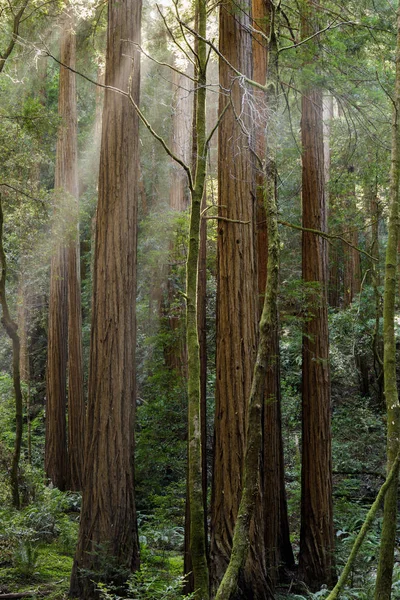 古い成長海岸レッドウッドの木を通して日光浴 ミュアウッズ国定記念碑 マリン郡 カリフォルニア州 アメリカ合衆国 — ストック写真