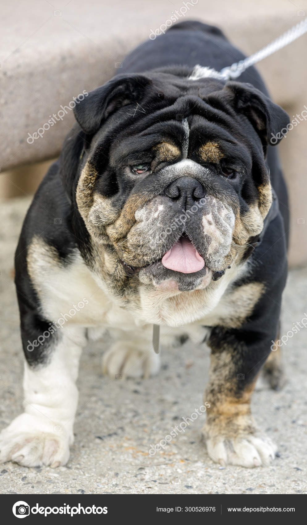 english black bulldog