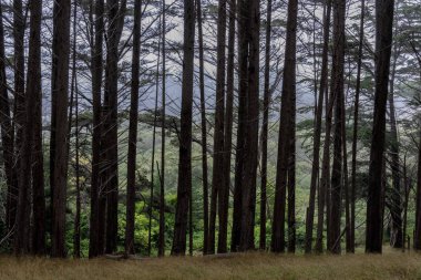 Sisli Arka Plan ile Monterey Cypress Tree Line. Moss Beach, San Mateo County, Kaliforniya, Amerika Birleşik Devletleri.