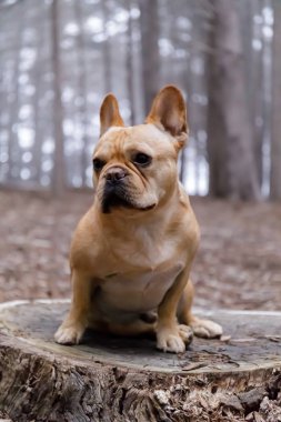 Young Male Frenchie Sitting on a Forest Floor. Moss Beach, California, USA. clipart
