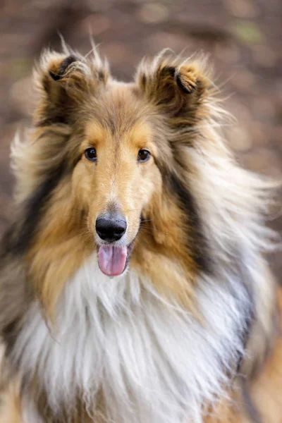 Shetland Sheepdog Alias Sheltie Tri Color Homme Portrait Parc Pour — Photo