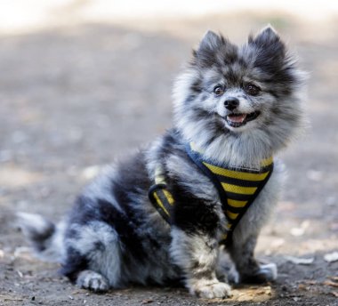 Adult Black And White Female Pomeranian Portrait. Off-leash Dog Park in Northern California. clipart