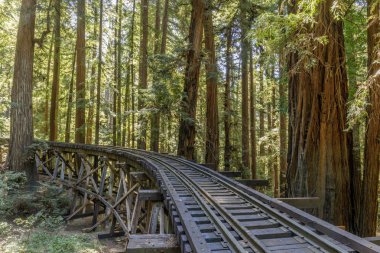 Buharlı Tren Demiryolu ve Sekoyalar üzerinde Trestle Köprüsü. Felton, Santa Cruz County, Kaliforniya, Amerika Birleşik Devletleri.
