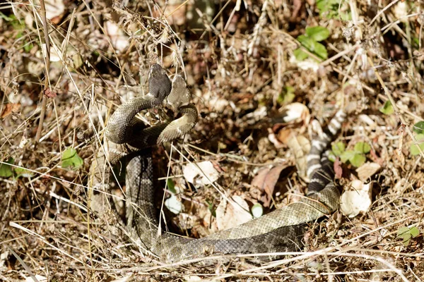 Två Norra Stillahavsområdet Rattlesnakes Vridna Tillsammans Möjligen Parning Eller Slåss — Stockfoto