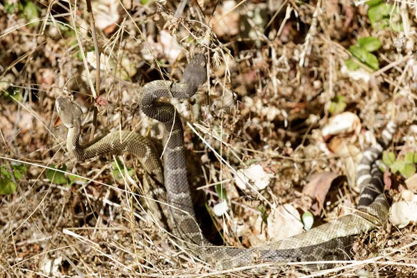 Two Northern Pacific Rattlesnakes Twisted Together Possibly Mating Fighting Close — Stock Photo, Image