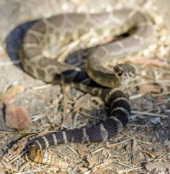 Norra Stillahavsområdet Rattlesnake Defensiv Hållning Visar Skallra Slutet Sin Svans — Stockfoto