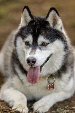 Sibirya Husky erkek istirahat. Kuzey Kaliforniya'da tasma dışı park.