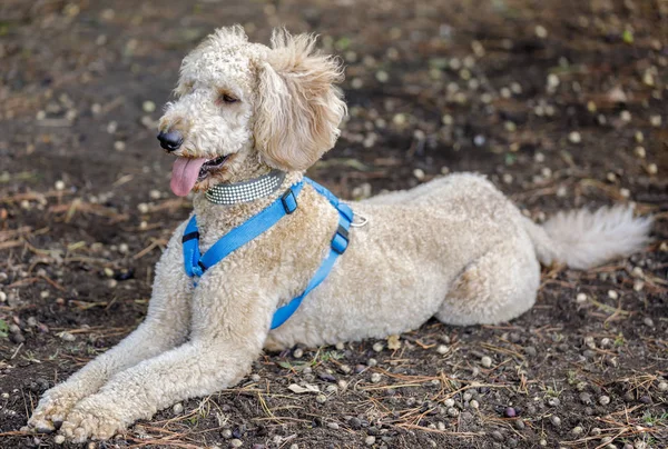 Labradoodle Labrador Vizsla Uszkár Kereszt Tenyészt Fekvő Póráz Kutya Park — Stock Fotó