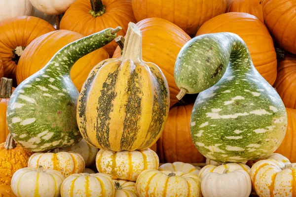 Herbstfarbener Kürbismix Schaufenster Nordkalifornien — Stockfoto