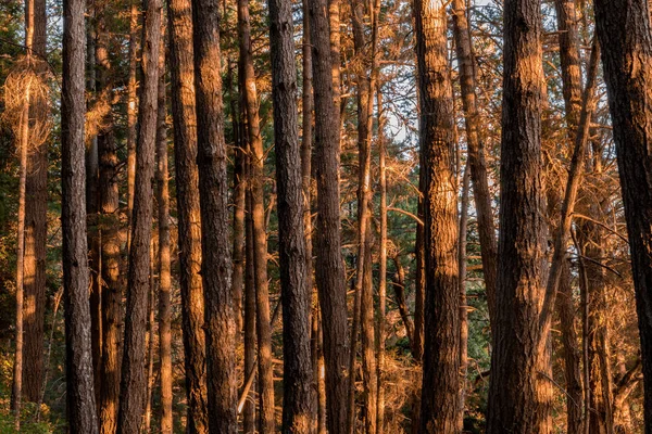 松の森の夕焼けライト ポルトラ レッドウッズ州立公園 サンマテオ郡 カリフォルニア州 アメリカ合衆国 — ストック写真