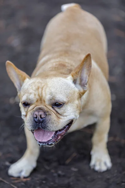 Jovem Francês Masculino Dose Lúdica Leash Dog Park Norte Califórnia — Fotografia de Stock