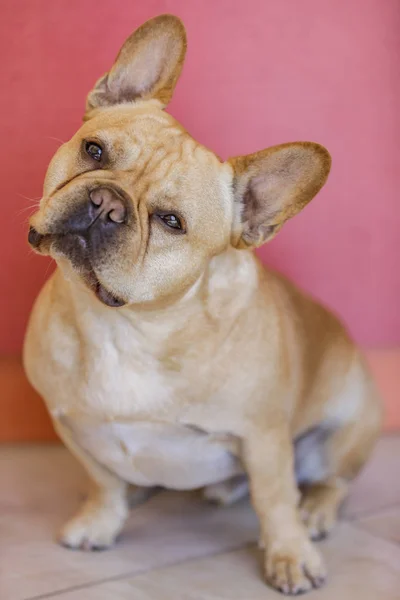 Atentivo Masculino Francês Cabeça Inclinação Jovem Bulldog Francês Posando Com — Fotografia de Stock