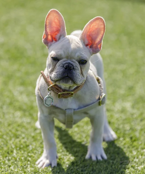 Puppy Female Frenchie Showing Her Translucent See Ears Leash Dog — Stock Photo, Image