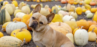 French Bulldog posing in front of Pumpkin Patch. Young male Frenchie with Halloween background. clipart