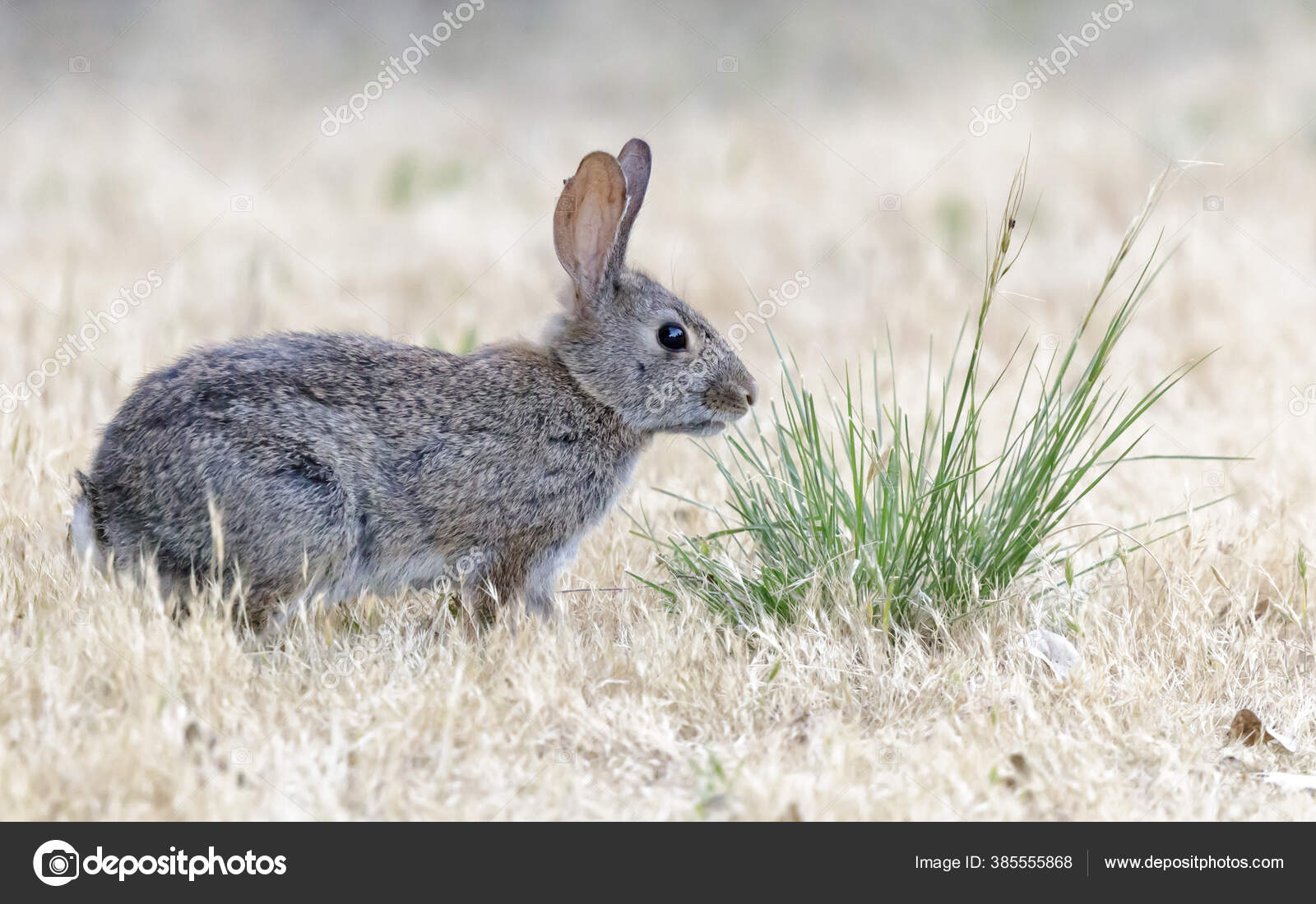 Desert Cottontail Rabbit Eating Fennel Santa Clara County California