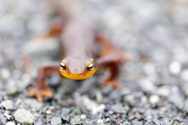 California Newt 'in seçici odak noktası yaklaşıyor. Monte Bello Açık Alan Koruma, Santa Clara County, Kaliforniya, ABD.