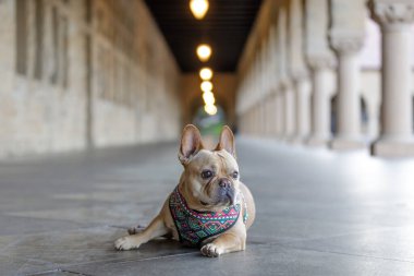 Curious French Bulldog Lying Down in Campus Hallway in Stanford University clipart