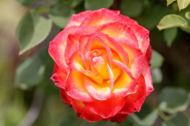 Kuzey Kaliforniya 'daki Spring Time' da Rose in Bloom. Çiçek açan San Francisco Körfezi Bölgesi 'nde bahar zamanı.