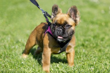 Long-haired French Bulldog Puppy. Park in Northern California. clipart