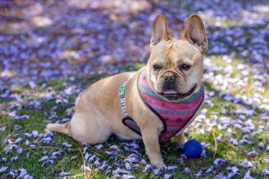 Fransız Bulldog 'u dizlerinin üstüne çökmüş, bacakları arkada kurbağa gibi oturuyor. Kuzey Kaliforniya 'da tasmasız köpek parkı.