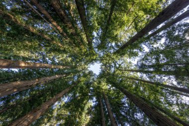 Katedral Sekoyaları - Henry Cowell Sekoyaları Eyalet Parkı 'ndaki Sahil Sekoyası. Felton, Santa Cruz Dağları, California, ABD.