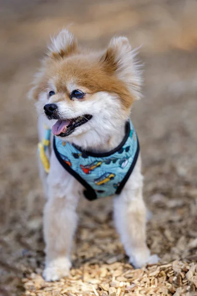 Erwachsene Männliche Braun Und Weiß Gepflegte Pommern Hundepark Ohne Leine — Stockfoto