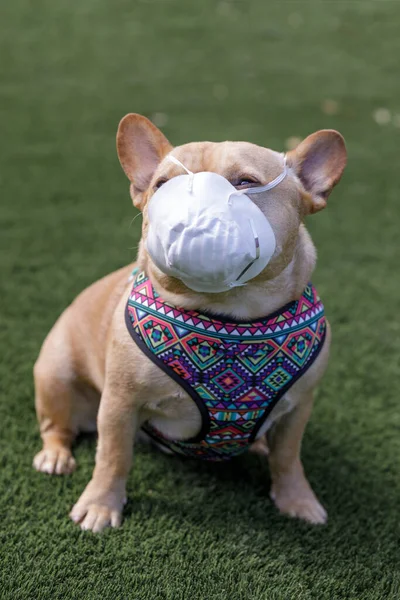 Bulldog Francés Con Máscara Facial Durante Epidemia Coronavirus San Francisco — Foto de Stock