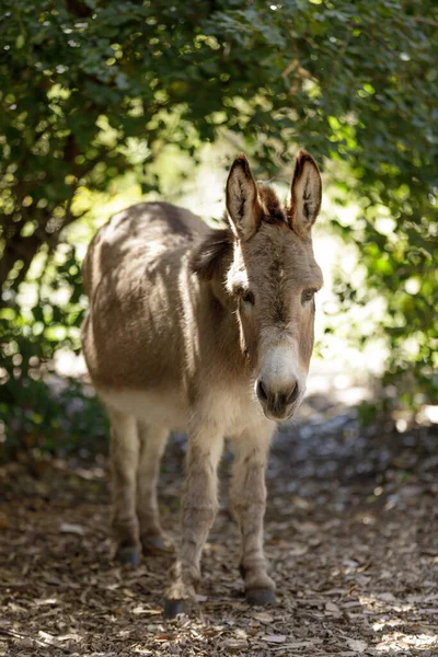 Domestic Donkey Portrait Farm Santa Clara County California Usa — Stock Photo, Image