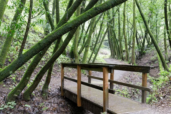 Przejście Przez Kładkę Kanionie Lush Bay Laurel Forest Rezerwat Przyrody — Zdjęcie stockowe