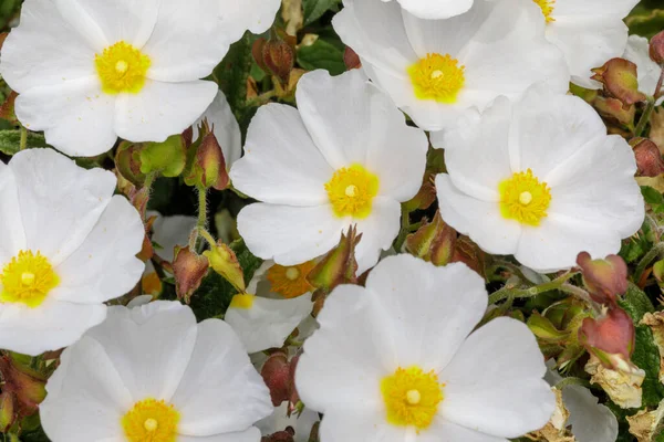 西斯特斯 班尼特的白石玫瑰的花朵和花束 美国加利福尼亚州帕洛阿尔托 — 图库照片