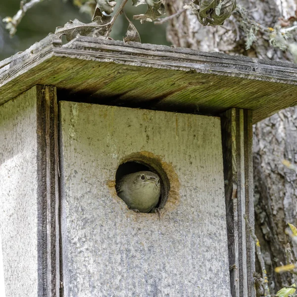 House Wren Peeking Its Nest Box Santa Clara County California — Stock Photo, Image