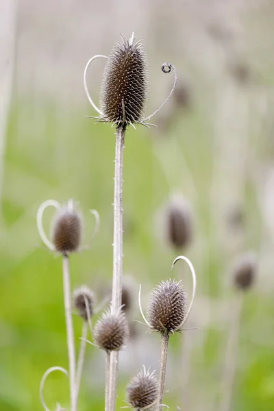 Baharda Indian Teasel Santa Clara County Kaliforniya Abd — Stok fotoğraf