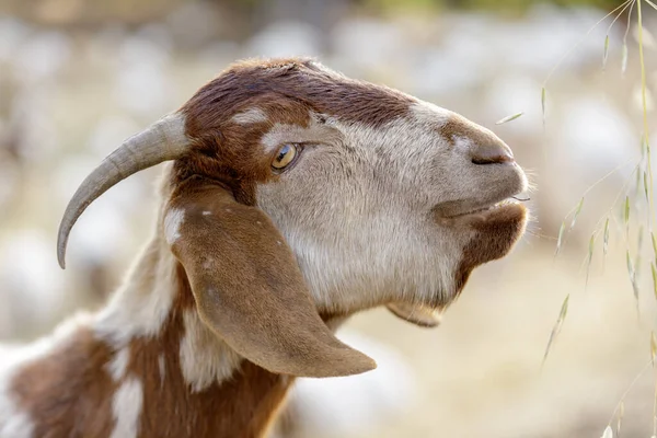 Goat grazing to help remove perennial grasses and weeds. San Mateo County, California, USA.