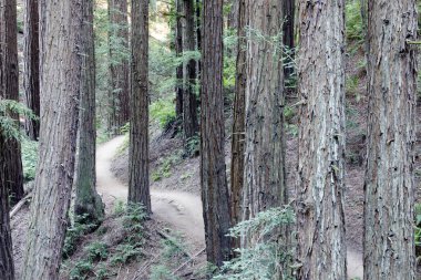 Old Redwood Ormanı 'nı geçen patika. Sekoya Bölgesel Parkı, Oakland Hills, Kaliforniya.