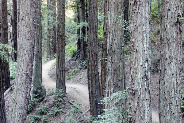 Trail Crossing Old Redwood Forest. Redwoods Regional Park, Oakland Hills, California.