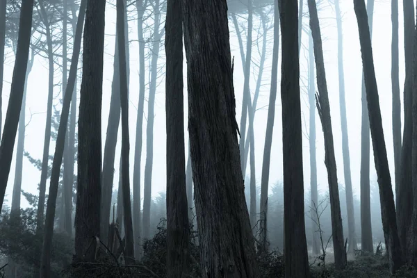 Bosque Ciprés Monterrey Espesa Niebla Presidio San Francisco California —  Fotos de Stock