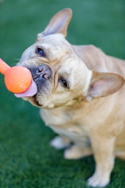 Fransız fıstık ezmesinin tadını çıkarıyor. Fransız Bulldog fıstık ezmesi yalıyor kaşıkta servis ediliyor..