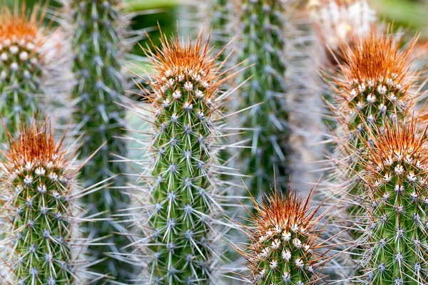 Cactus Cluster Arizona Cactus Garden Stanford California — Stockfoto
