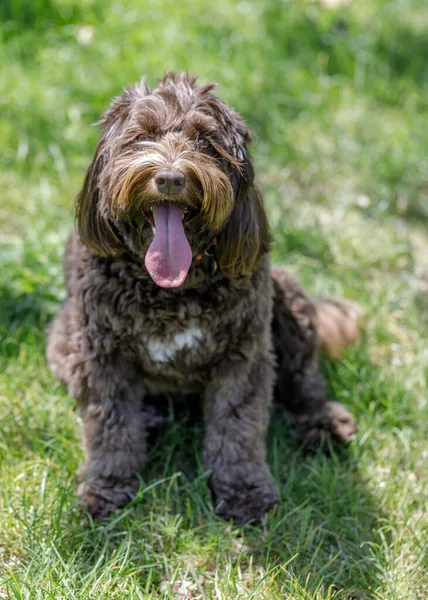 Pastor Australiano Labrador Poodle Cross Breed También Conocido Como Australian — Foto de Stock