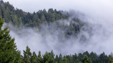 Pine Forest in Fog. Tamalpais Dağı Eyalet Parkı, Marin County, Kaliforniya, ABD.